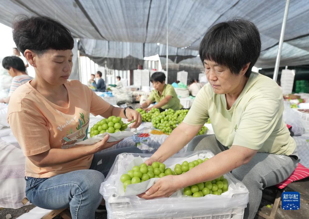 大发集团官网